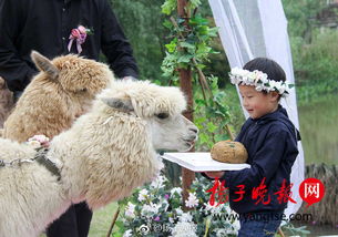  无锡动物园羊驼情侣婚了草坪婚礼等您来见证