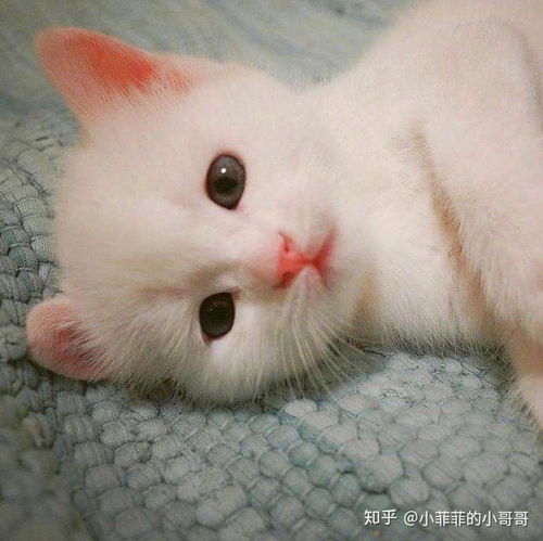 猫口炎会饿死吗