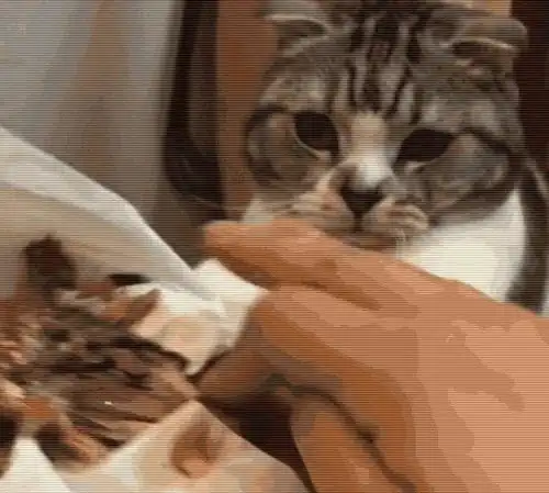  小猫钓鱼故事说猫爱吃鱼可是小猫咪根本不喜欢吃鱼