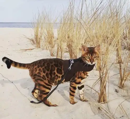  孟加拉豹猫我真的是家猫,云南豹猫才是野生保护动物