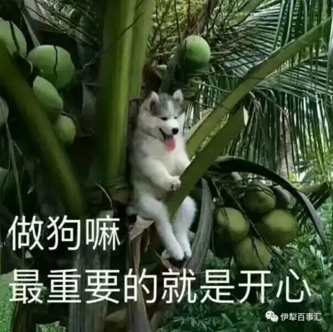  伊犁今年的这个情人节,好像有点不对劲