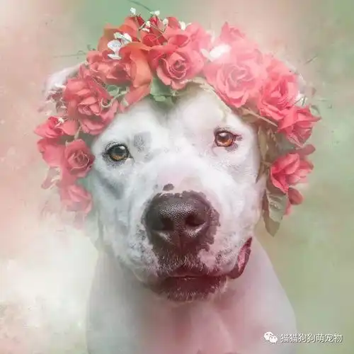 头顶花环的比特斗牛犬,展现柔和甜美的另一面