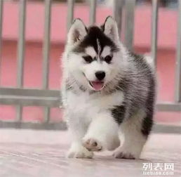  长沙.犬舍促销现全部狗狗八折出售赛级宠物级均有先到先得