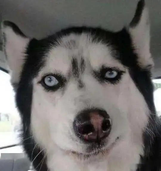 哈士奇和柴犬情侣头像喷
