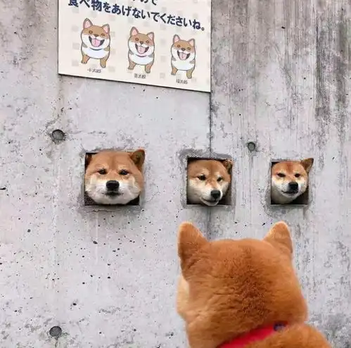  搞笑沙雕表情包戴墨镜,戴绿帽子,我还是不是你的小可爱