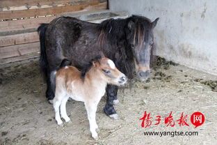  无锡动物园羊驼情侣婚了草坪婚礼等您来见证