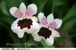 双鱼座的幸运花和花语,我生日0320