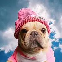  斗牛犬头像图片大全2020微信头像图片大全