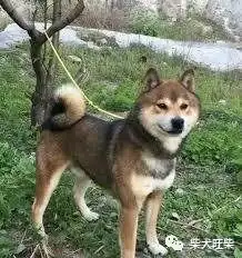  柴犬市场内幕,柴犬价格多少是正常的