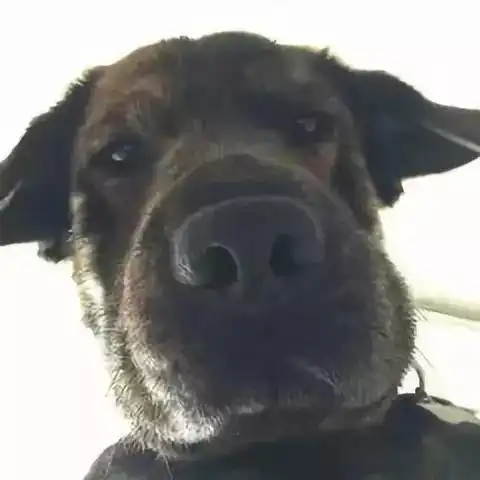 中了狗子的毒,越看越好看