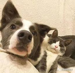  这只猫咪和狗狗不仅穿着超级相配的情侣衣,就连日常也让人暖化了