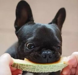  吃货斗牛犬,自动屏蔽吃的以外的任何事物