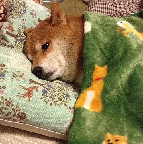  关于近期找工作