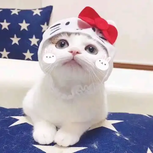 头像猫咪图片情侣头像女