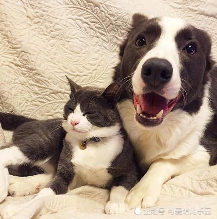  如何解决猫狗一起养的问题呢