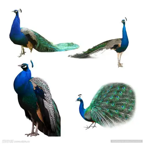  孔雀设计图psd分层素材psd分层素材