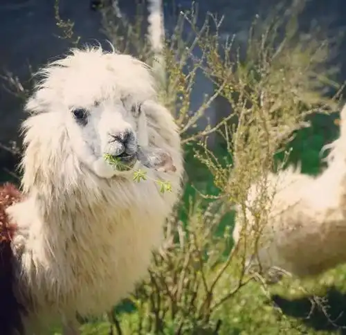 跟人睡腻了,就想拥动物而眠 跟人睡腻了,就想拥动物而眠