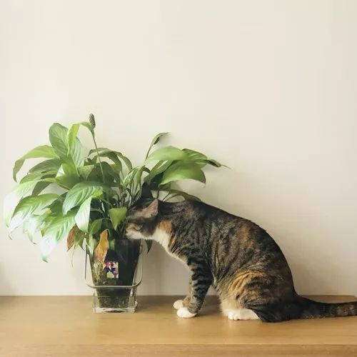 晒猫日丨蠢猫再喝马桶水就跟你绝交