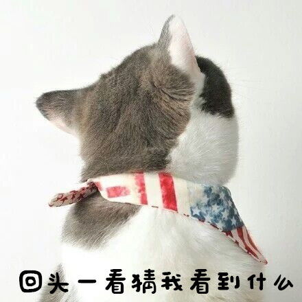 最近火的猫咪情侣头像猫毛