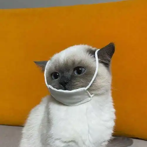  猫色场所no.2戏精黑脸猫,居然会做三菜一汤