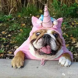  萌宠图片可爱到爆的斗牛犬,每一张都适合做头像
