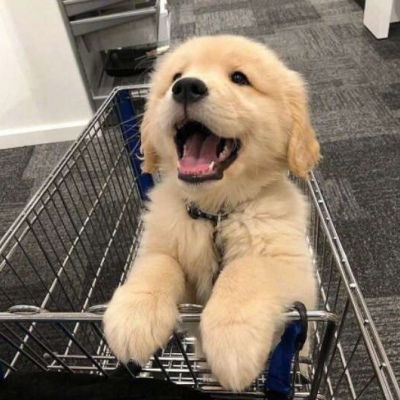  狗头