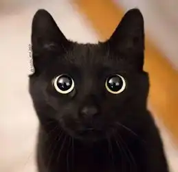 黑猫警长,就是如此漂亮 黑猫警长,就是如此漂亮