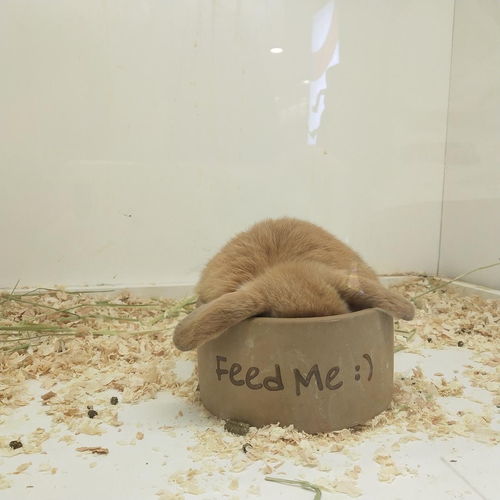  可爱沙雕猫猫狗狗分享