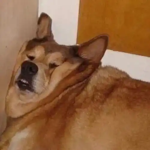  头像喜欢你这件事太直接,没办法拐弯