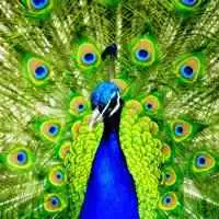 孔雀头像图片微信头像图片大全