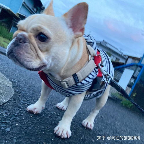  怎么改掉法斗恶习,宠物课堂,法国斗牛犬多少钱一只,哪里买