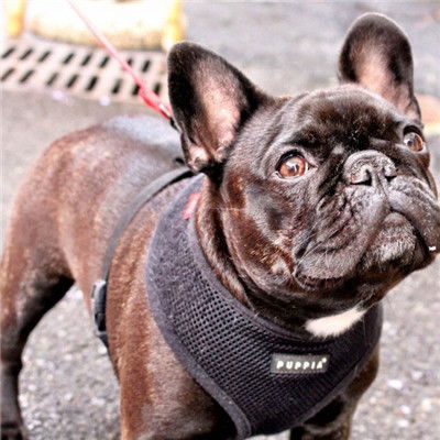  斗牛犬头像,呆萌可爱的斗牛犬图片