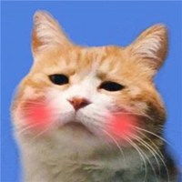 搞怪带表情猫咪头像微信头像图片大全