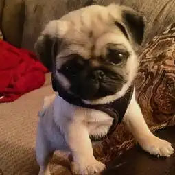  巴哥犬头像我很丑,但我绝对是丑的最可爱的那一个