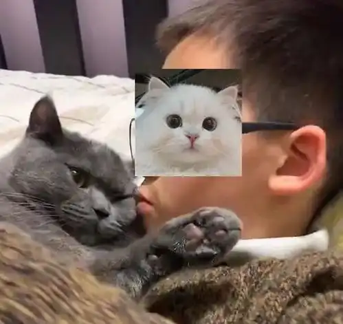 男孩和猫情侣头像孩子