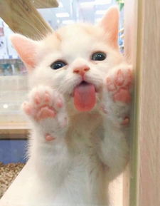情侣头像猫猫狗狗爪爪