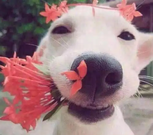  今年,最爆款的6大狗狗,脾气好颜值高