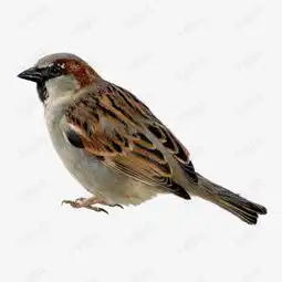  小鸟麻雀素材图片免费下载高清装饰图案png千库网图片编号4924781