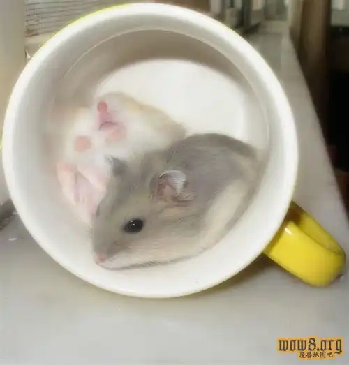  小仓鼠喝普洱茶好不好