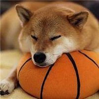 柴犬berry微信头像微信头像图片大全