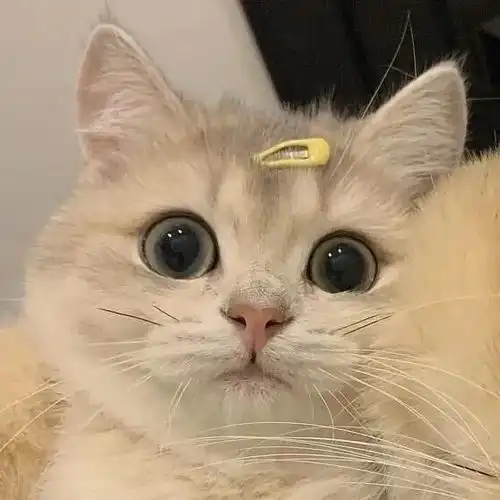  如何可爱的道歉文案可以用来道歉的可爱句子