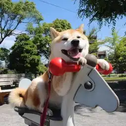  原来柴犬有这么多的分类,你真的了解么