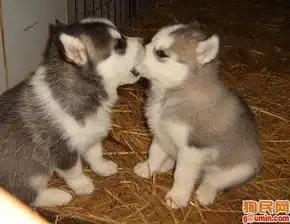  日本银狐照片银狐照片尖嘴犬照片6180937.jpg可爱狗狗wawa0809