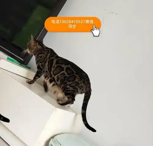  孟加拉豹猫,小猫找新家自家养的,有偿