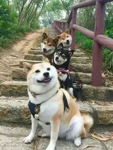  养柴犬和哈士奇的区别,10000人次都在围观