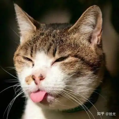  狗子头像可爱又憨憨的狗子头像奶凶奶凶可爱情侣狗子头像