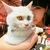  抱着猫狗的女生头像微信头像图片大全