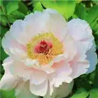  微信头牡丹花微信头像图片大全