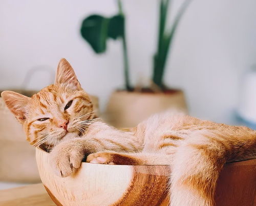  前一秒橘猫可爱到像从动漫里走出来的,下一秒竟变脸比变天都快