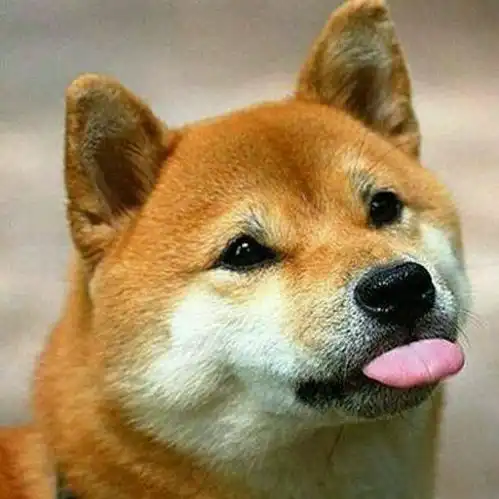 情侣头像动物类哦,送给可爱的你 情侣头像动物类哦,送给可爱的你